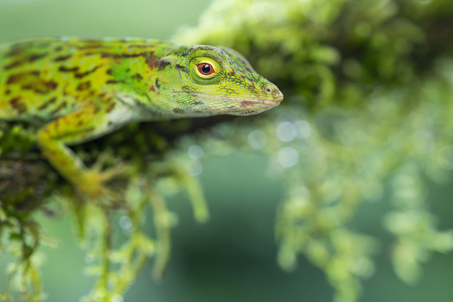 Primer fotografije: TAMRON 90mm F/2.8 Di III MACRO VXD