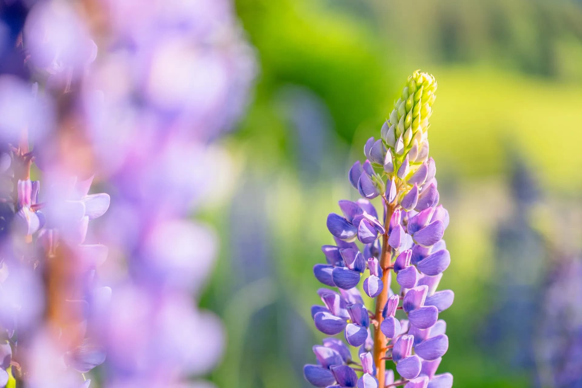 TAMRON 16-50mm F2.8 A (B091) – primer fotografije: lupina sa mekim bokehom