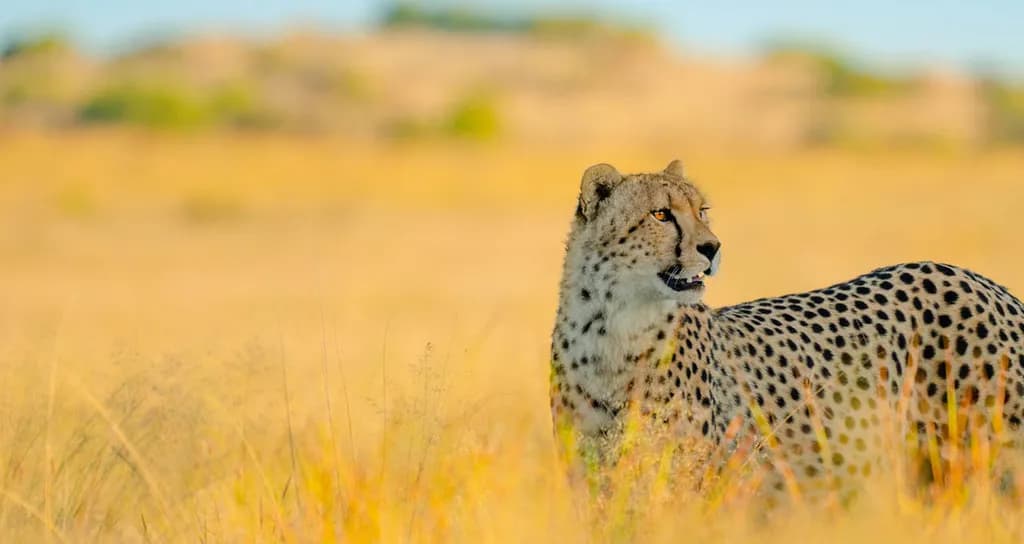 Gepard u savani