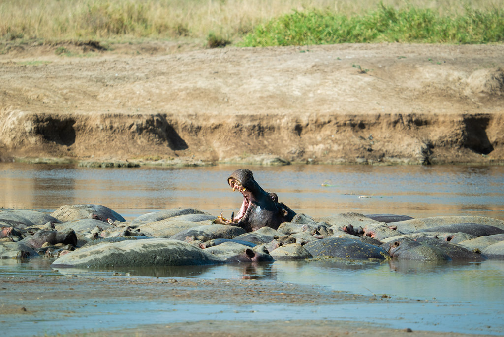 vizilovak afrikából