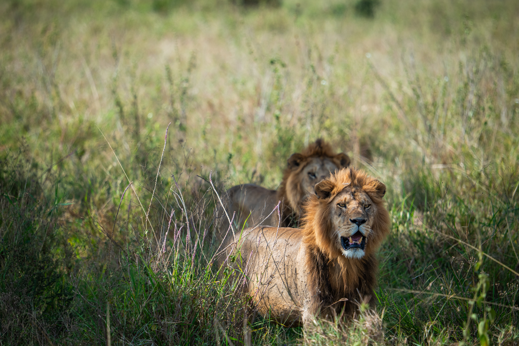 Oroszlán - Serengeti National Park
