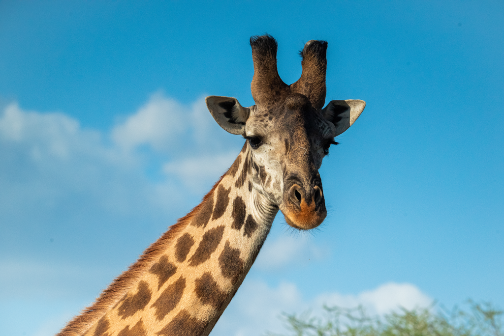 Maszáj zsiráf - Serengeti National Park