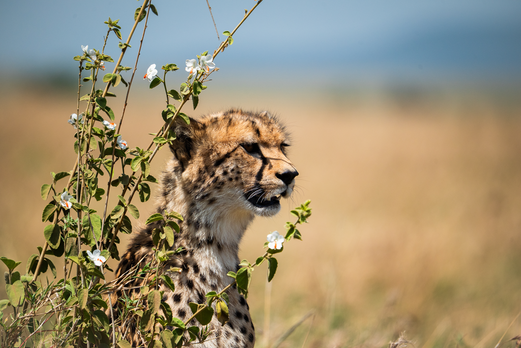 Fiatal gepárd - 500mm Tamron 150-500