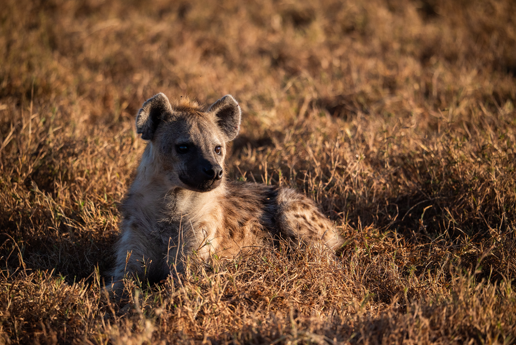 Foltos hiéna - Ngorongoro National Park